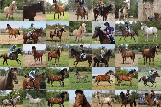 A GAN-editing tool depicts horses with hats