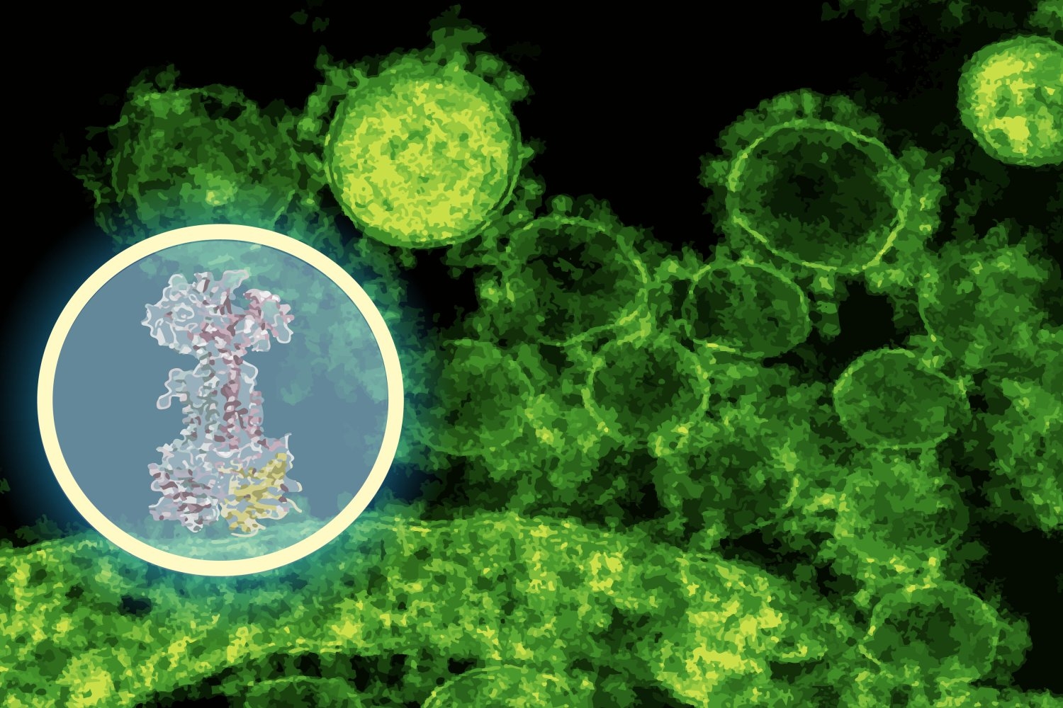 mape おまとめP. Bacteria (TC)【51】【41】【40】 Escherichia coli resistant to trimethoprim/sulfamethoxazole (Co